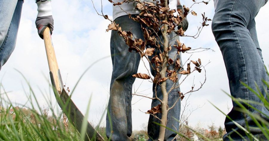 Auch im Herbst kann man noch Bäume pflanzen. Ihre Wurzeln können dann nämlich den Winter über in Ruhe wachsen.