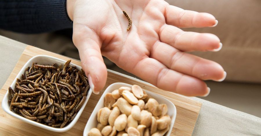 Ist der Mehlwurm ein leckerer Snack oder bedenklich? Verbraucher sollten bei insektenhaltigen Lebensmitteln lieber skeptisch sein.