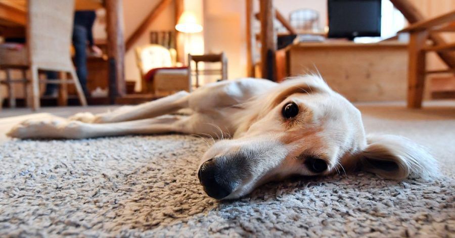 Ein neues Siegel soll es Hundebesitzern erleichtern, tierfreundliche Unterkünfte zu finden.