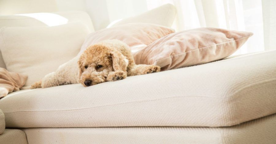 Beim Streit um den Hund nach einer Scheidung können Tierschutz-Gründe ausschlaggebend sein.