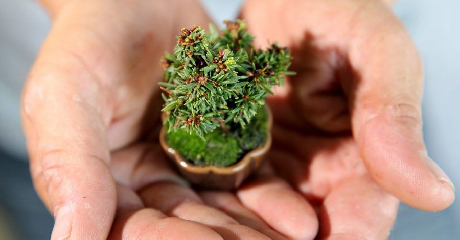Die Kunst des Bonsai: Das Gehölz soll so aussehen, wie die Miniatur eines ausgewachsenen Baumes in der Natur.