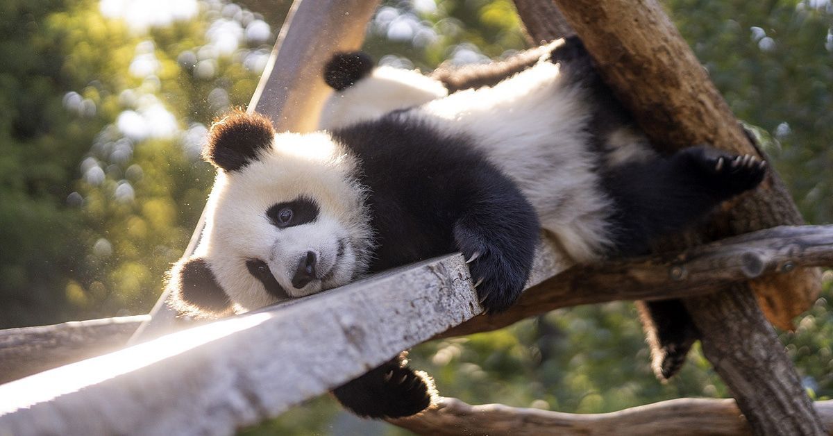 Was machen eigentlich die Panda-Zwillinge im Berliner Zoo?