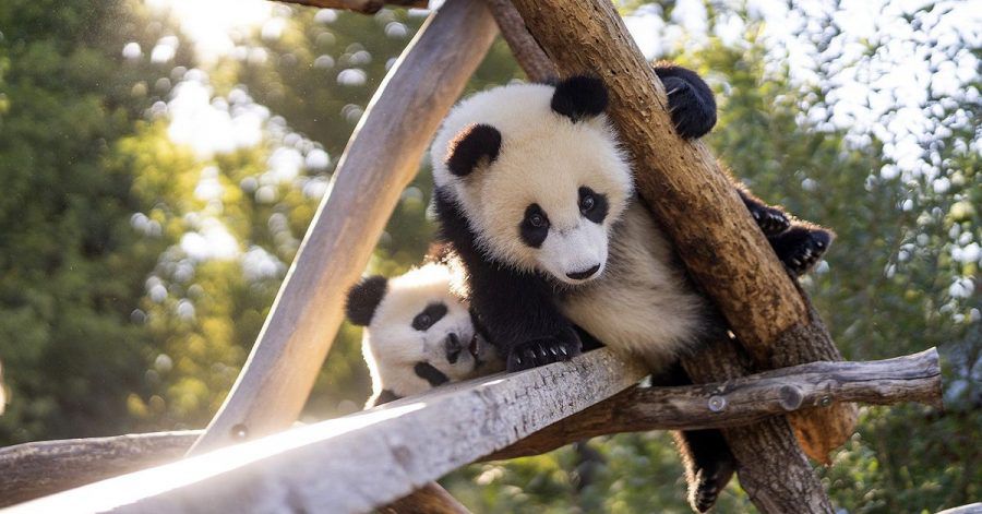 Was machen eigentlich die Panda-Zwillinge im Berliner Zoo?