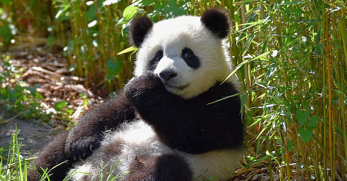 Was machen eigentlich die Panda-Zwillinge im Berliner Zoo?