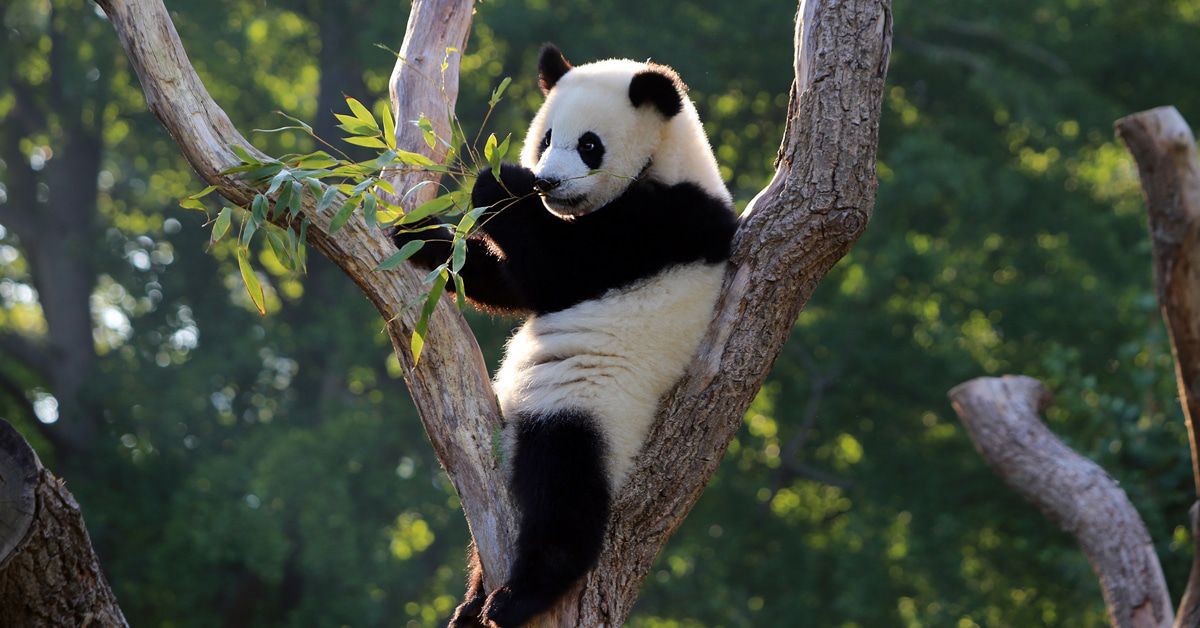 Was machen eigentlich die Panda-Zwillinge im Berliner Zoo?