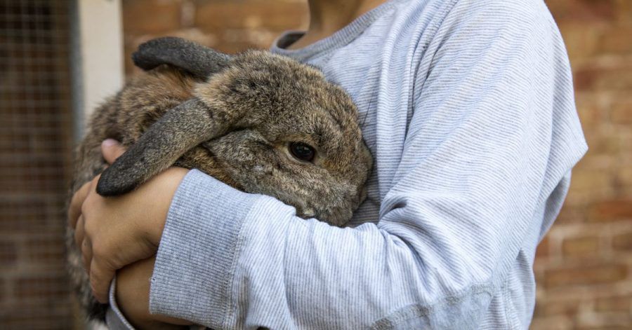 Ob es Kaninchen wirklich gut geht, ist für Halter oft gar nicht so einfach zu erkennen. Die Stellung der Ohren kann aber wichtige Hinweise geben.