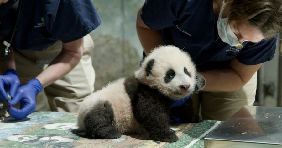 Xiao Qi Ji ist ein «kleines Wunder».