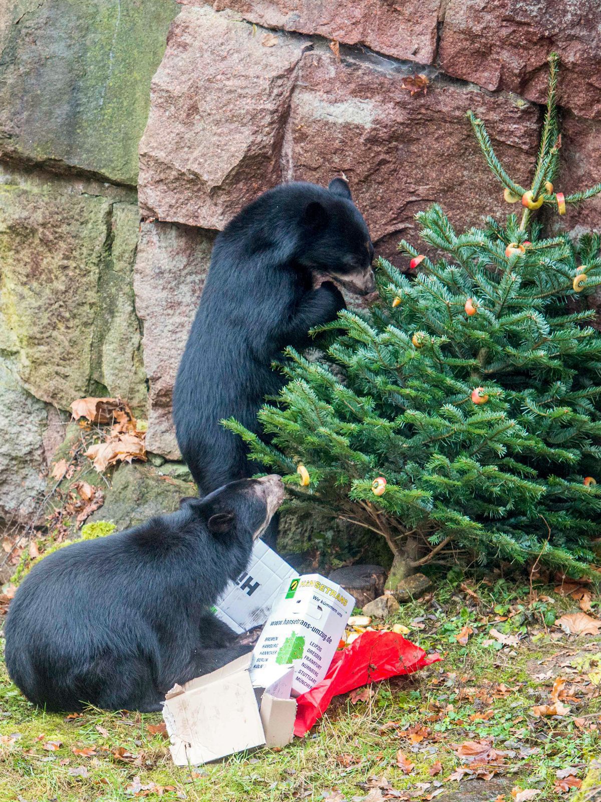Was machen eigentlich die Berliner Pandabären Pit und Paule?