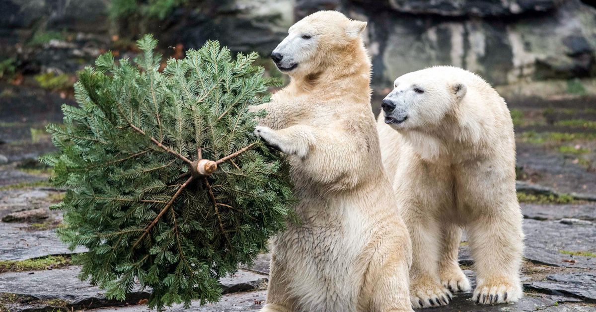 Was machen eigentlich die Berliner Pandabären Pit und Paule?
