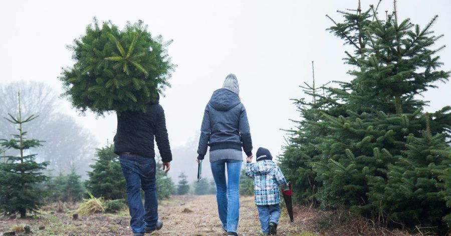Erst mit einem Christbaum wird Weihnachten zum Fest. Bei Kauf und Lagerung muss man aber einiges beachten.