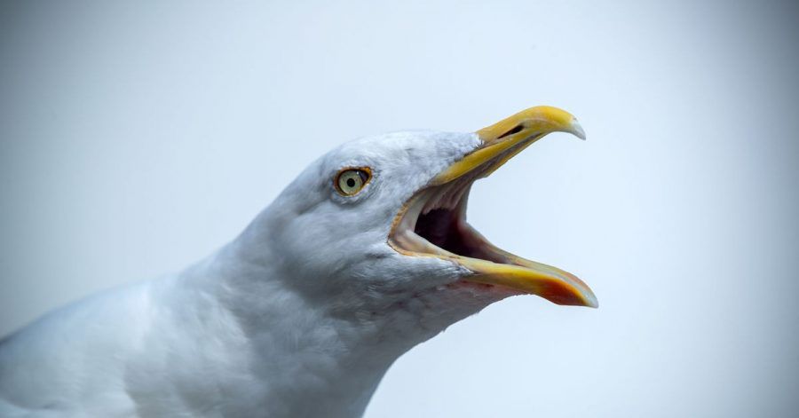 Eine freche Möwe wartet auf Essensreste - Stralsund geht nun mit einem neuen Verbot gegen das Füttern der Tiere vor.