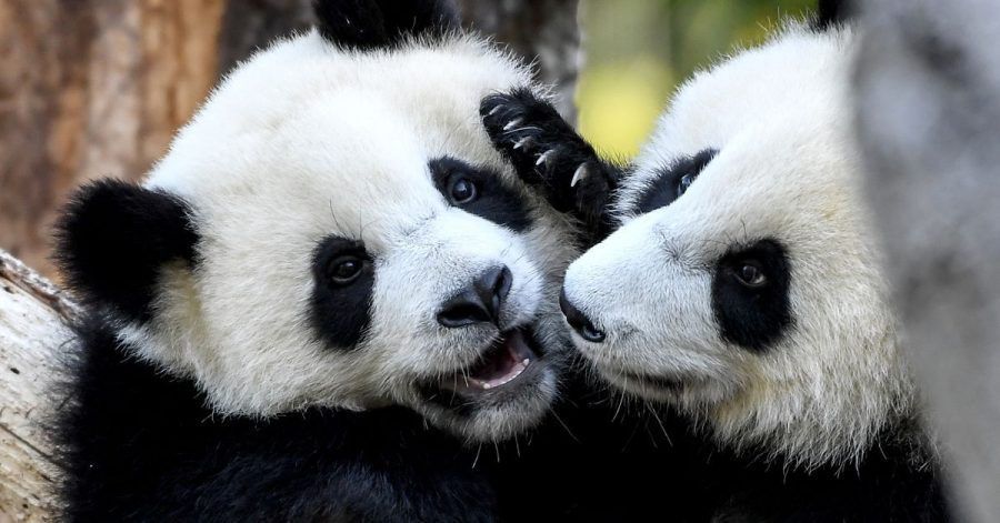 Die Pandabär-Zwillinge Pit und Paule haben ihren ersten Geburtstag gefeiert.