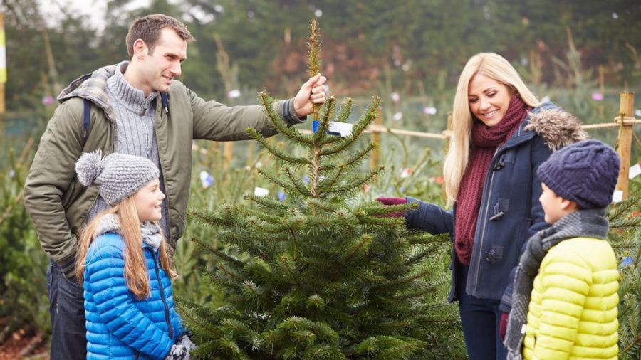 Ein festlich geschmückter Baum gehört für viele zu Weihnachten dazu (amw/spot)