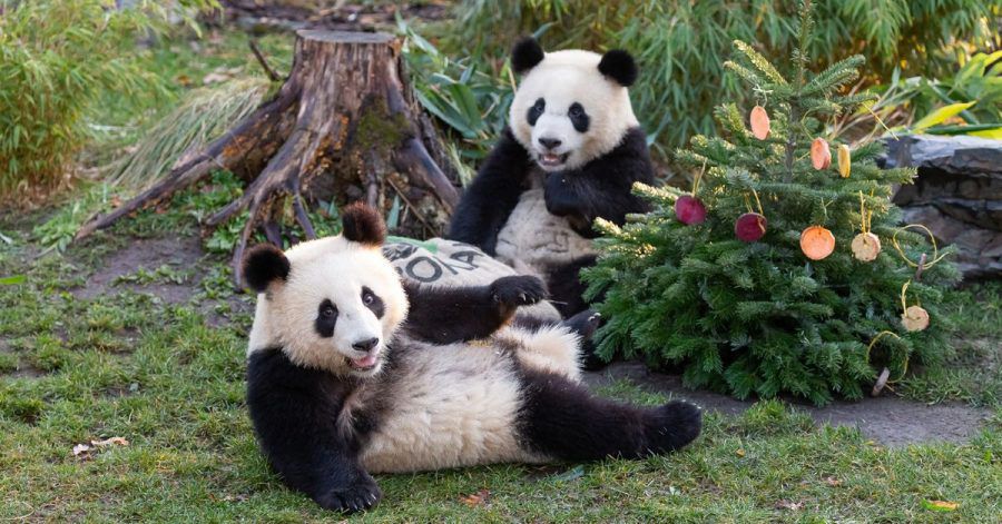 Was machen eigentlich die Berliner Pandabären Pit und Paule?