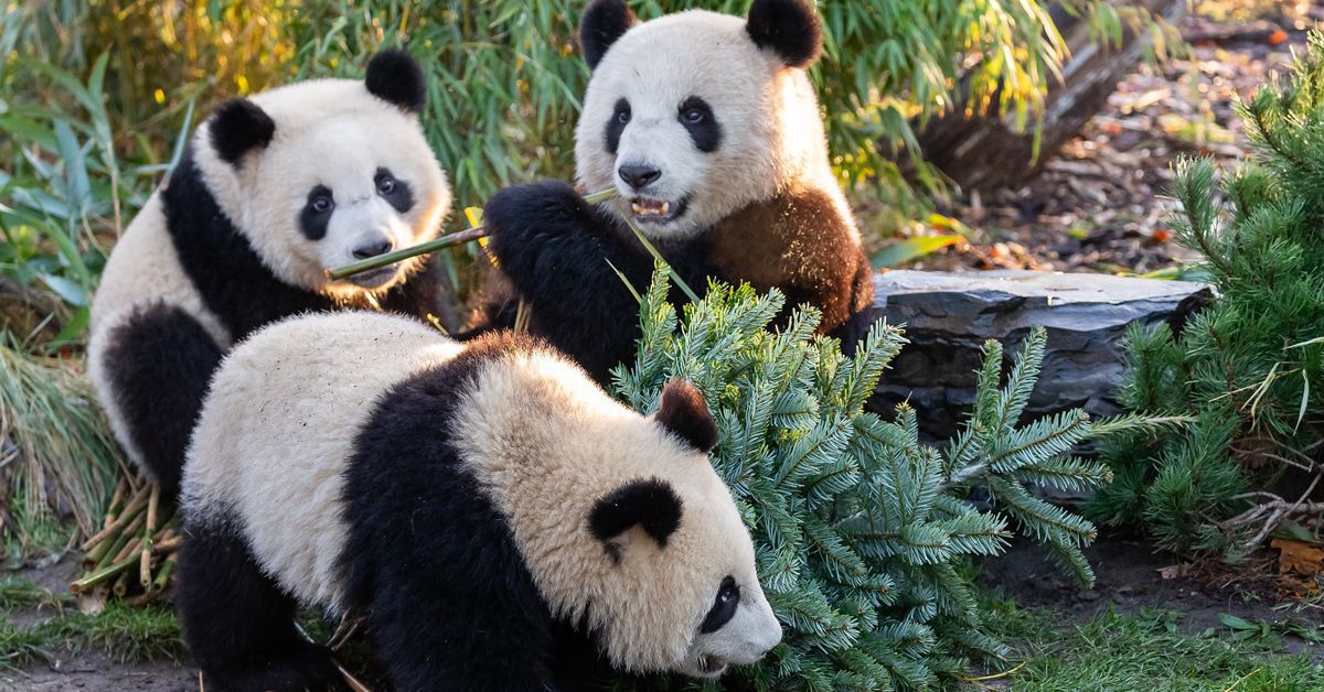 Was machen eigentlich die Berliner Pandabären Pit und Paule?