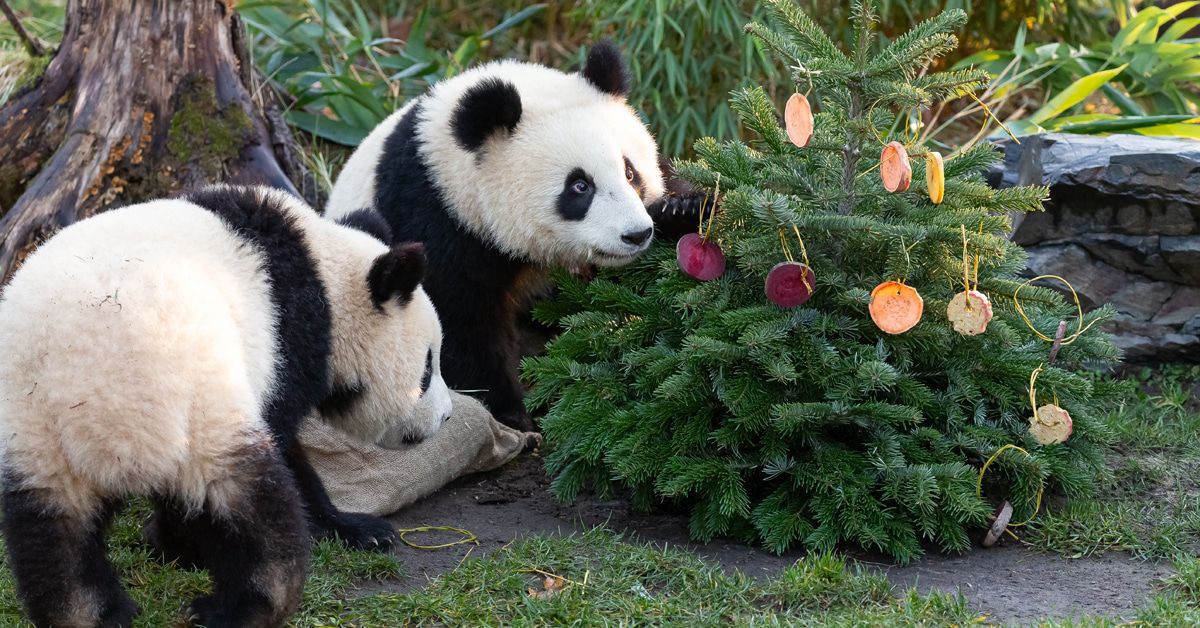 Was machen eigentlich die Berliner Pandabären Pit und Paule?