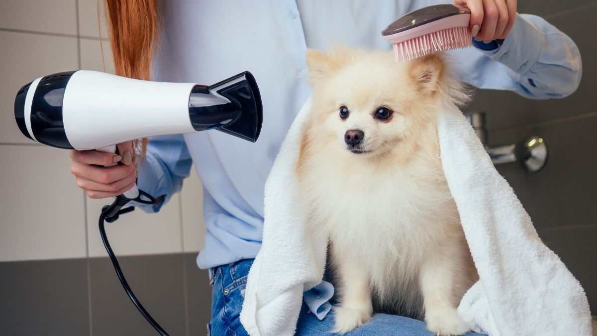 Hundefriseur