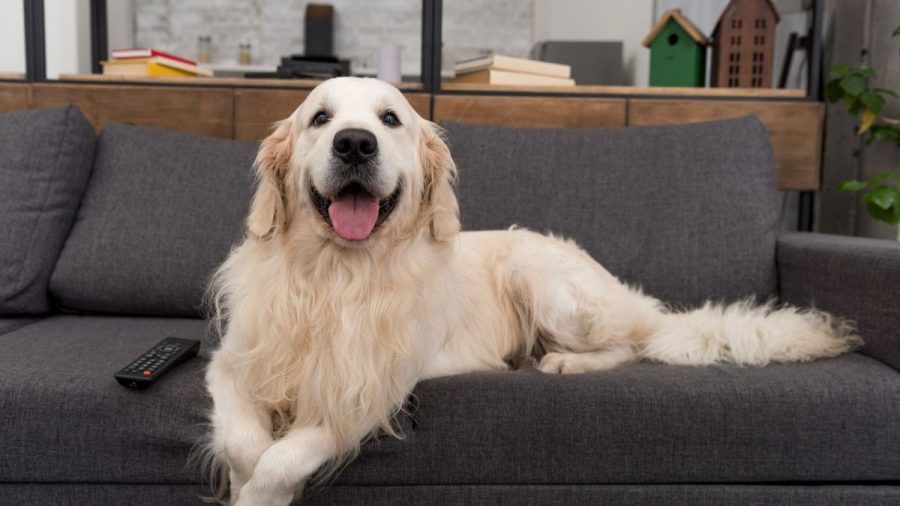 Video: Unfassbar süß – Golden Retriever Molly hält Hausschuhe für Welpen