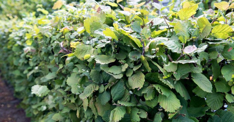 Ragt die Hecke des Nachbarn zu sehr auf das eigene Grundstück, darf man durchaus zur Heckenschere greifen.