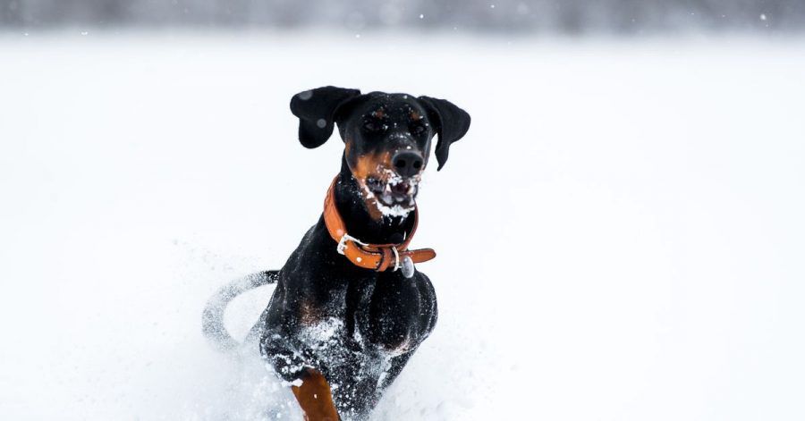 Bei einer dichten Schneedecke können Bälle beim Spielen mit Hunden tief einsinken. Beim Packen nehmen die Tiere dann viel Schnee mit auf. Mit Frisbee-Scheiben für Hunde oder federleichten Bällen kann man das verhindern.