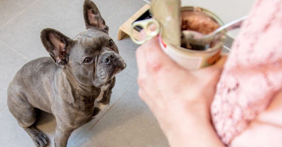 Wenn Hunde ab und zu vom Katzenfutter naschen, ist das nicht gefährlich. Langfristig kann es aber zu Übergewicht führen.
