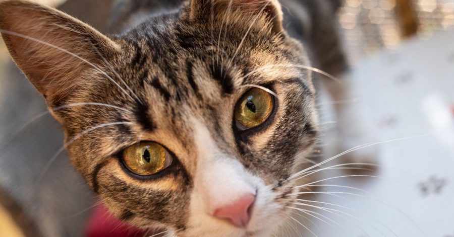 Katzen können auf Veränderungen empfindlich reagieren. Erwartet die Familie etwa Nachwuchs, kann eine gute Vorbereitung dabei helfen.