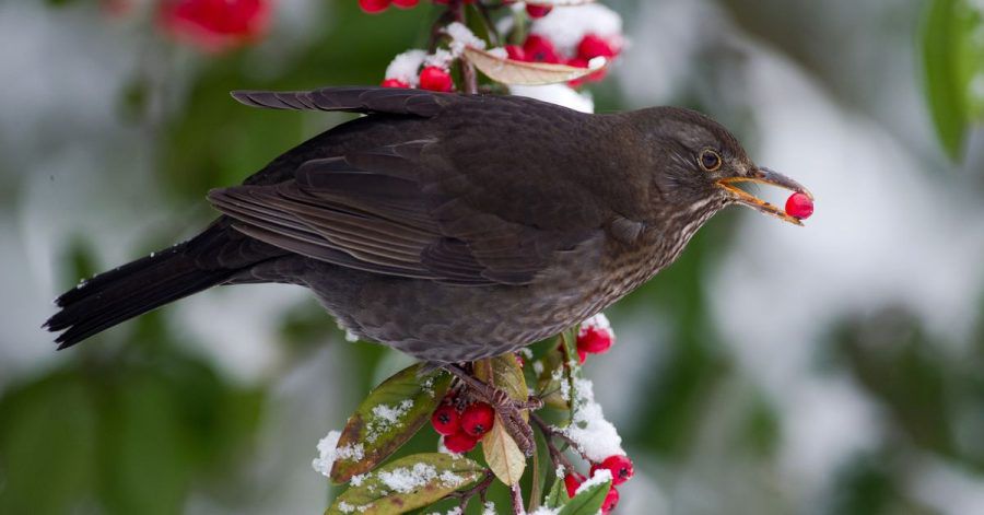 Beerensträucher im Garten sind eine gute Ergänzung für den Nahrungsplan der Vögel im Winter.