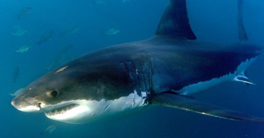 Ein großer Weißer Hai, aufgenommen im Indischen Ozean vor Gansbaai. Die Zahl der Haie und Rochen in den Weltmeeren ist Wissenschaftlern zufolge in den vergangenen 50 Jahren um mehr als 70 Prozent gesunken.