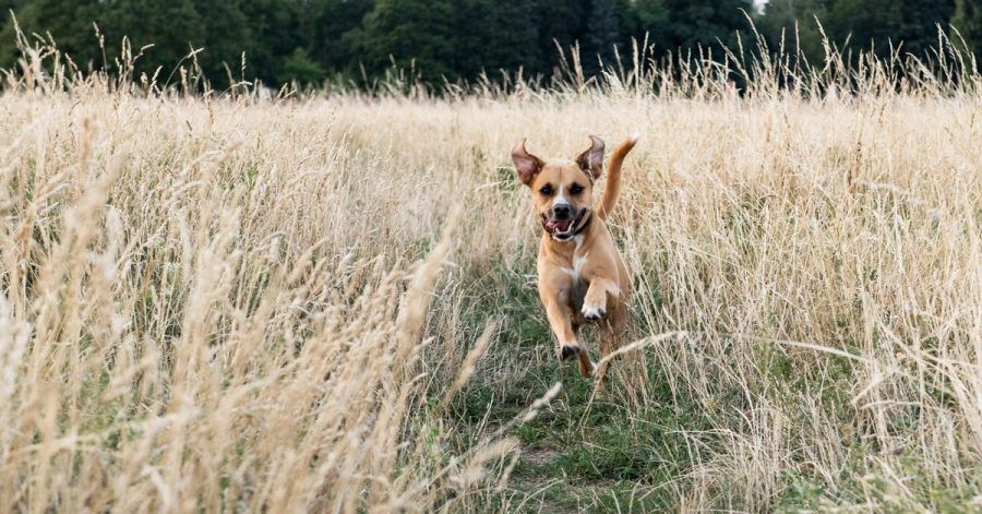 Damit der Hund schnell zurückkommt, können ungewöhnliche und positiv besetzte Signal-Worte als Rückruf-Kommando helfen.