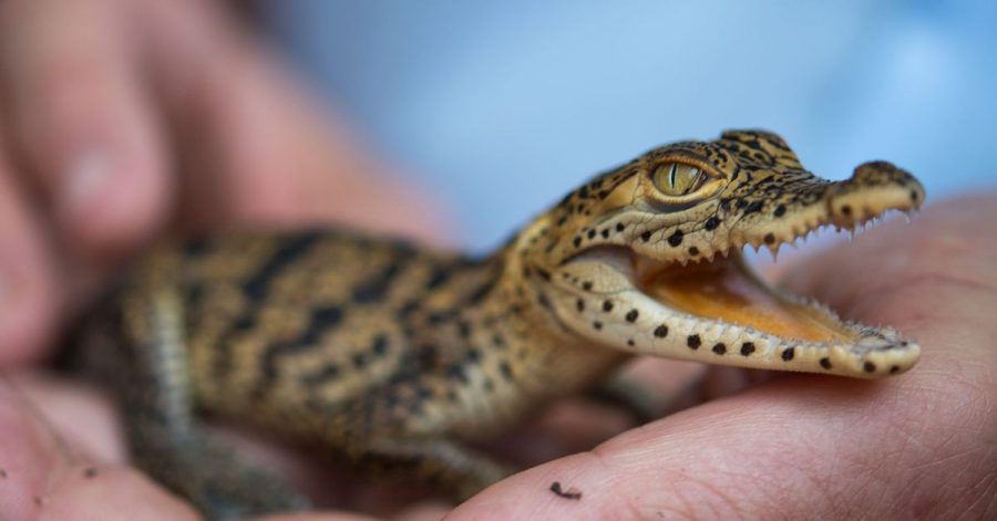 Ein junges Kuba-Krokodil (Crocodylus rhombifer) sitzt bei einem Pressetermin des Zoos auf der Hand einer Tierpflegerin.