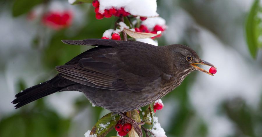 Beerensträucher im Garten sind eine gute Ergänzung für den Nahrungsplan der Vögel im Winter.
