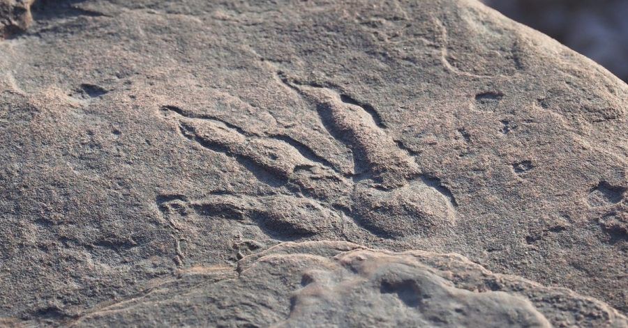 Dieses von Amgueddfa Caerdydd auf Twitter veröffentlichte Foto zeigt den Abdruck des Dinosauriers.