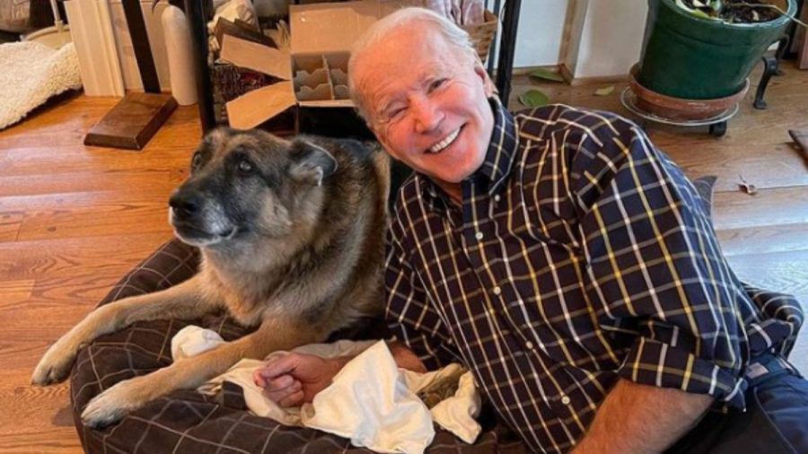 Joe Biden: Die "First Dogs" ziehen ins Weiße Haus ein