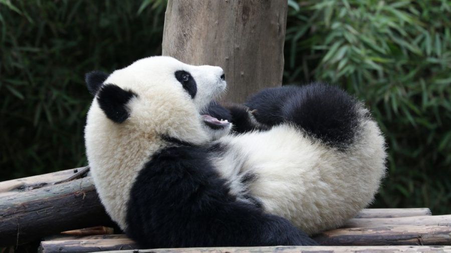 Video: Anhängliches Panda-Baby wird zum YouTube-Hit