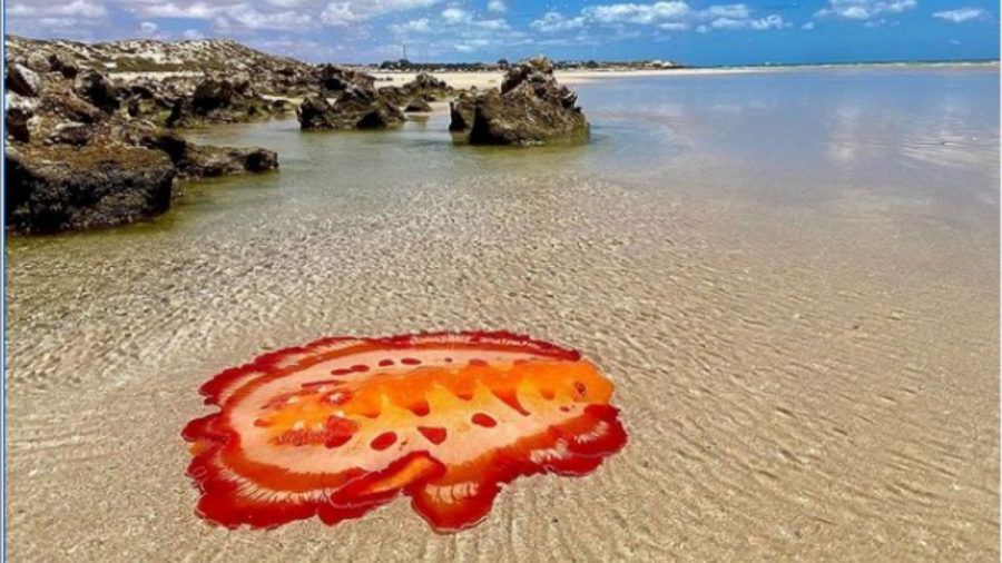 Video: Schleimiges Seemonster am australischen Strand entdeckt