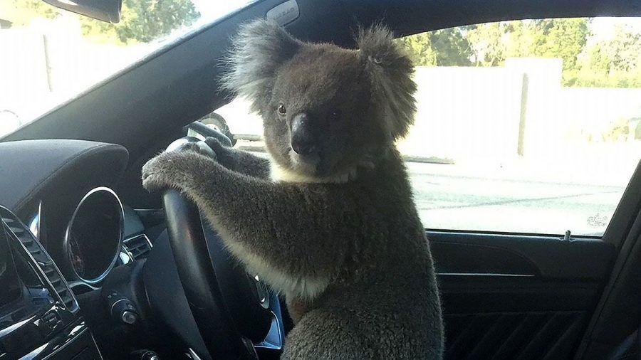 Dieser Koala verursacht Massenunfall und will mit Auto abhauen