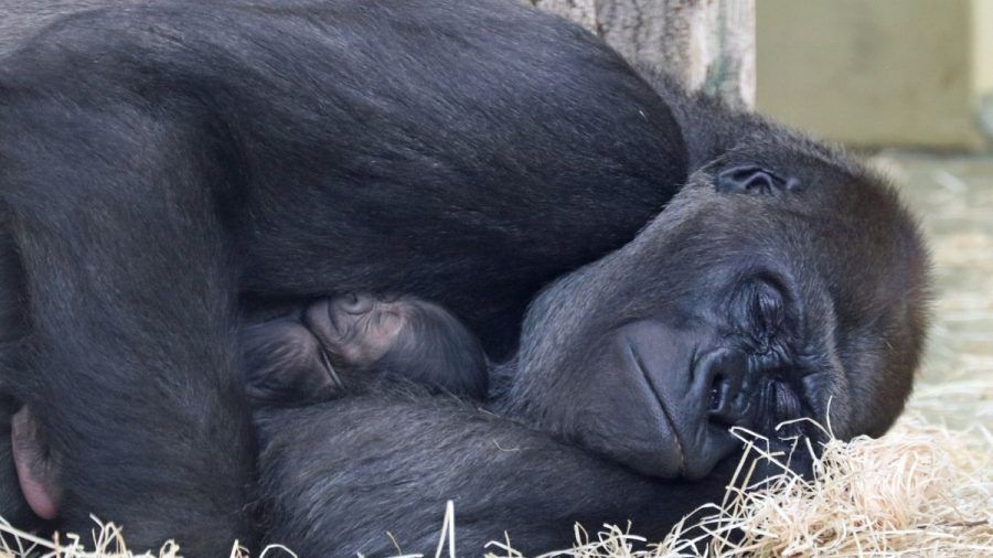 Affenbaby: Gorillas im Zoo Berlin haben Nachwuchs bekommen