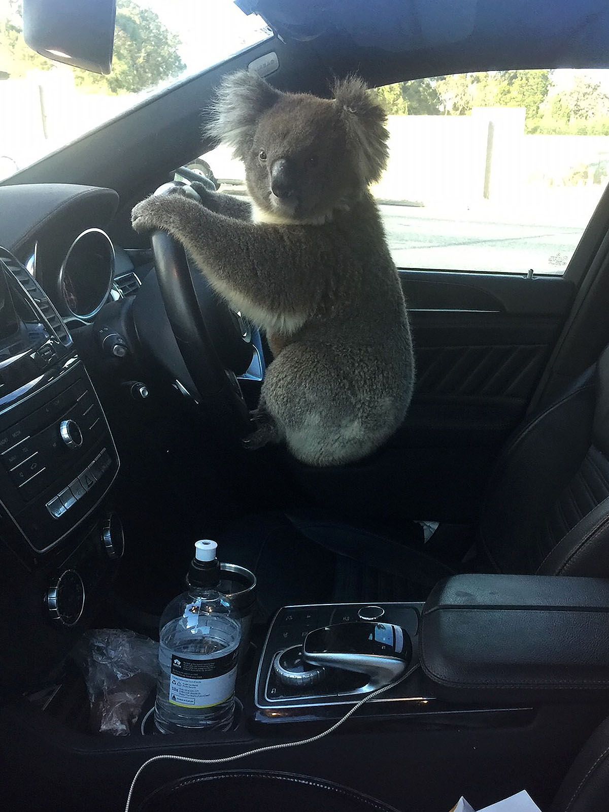 Dieser Koala verursacht Massenunfall und will mit Auto abhauen