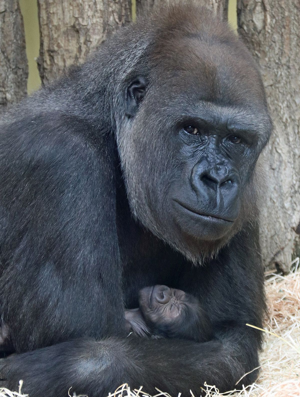 Erstes Video vom süßen Berliner Gorillababy!