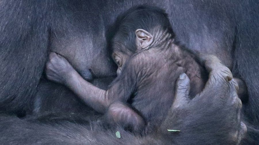Erstes Video vom süßen Berliner Gorillababy!