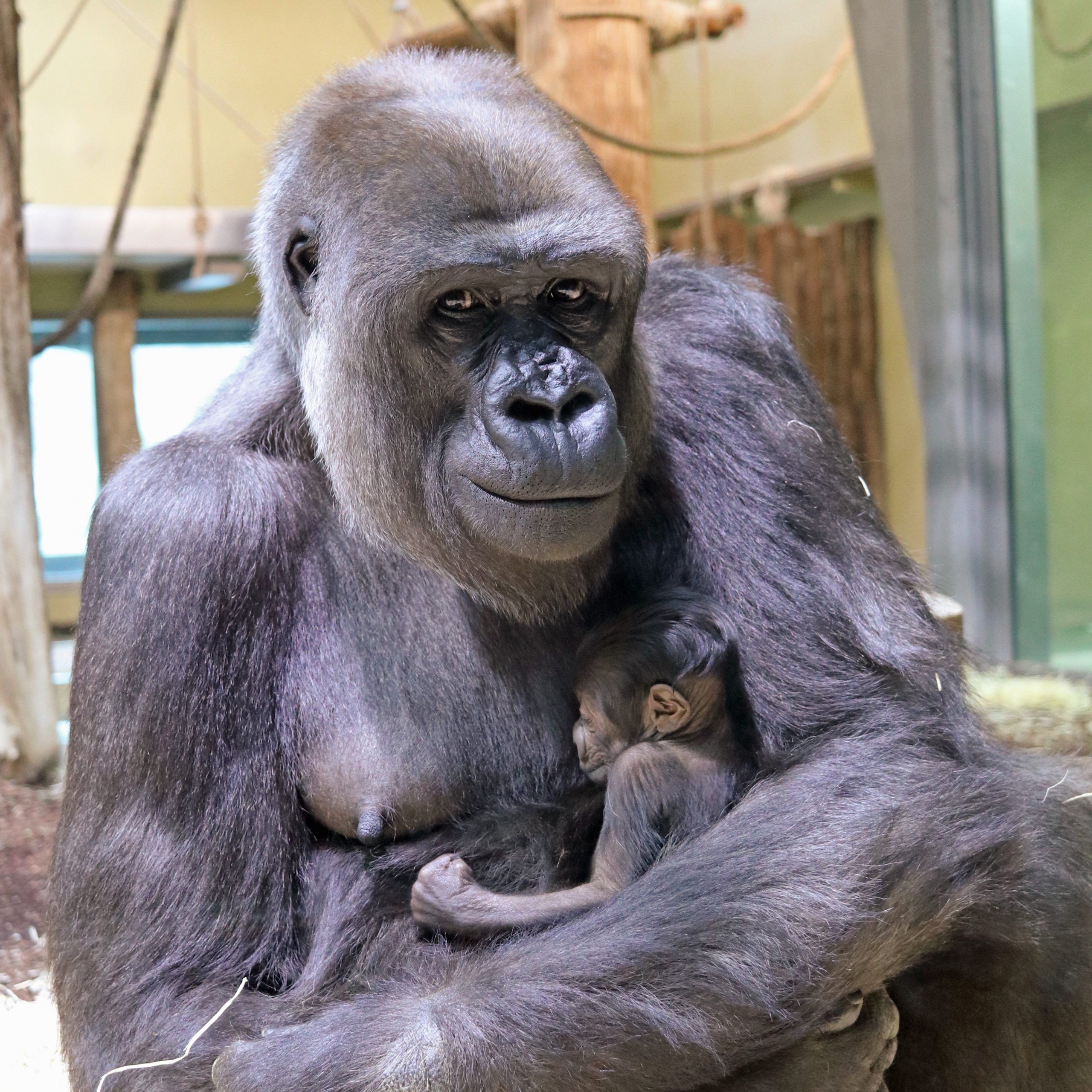 Affenbaby: Gorillas im Zoo Berlin haben Nachwuchs bekommen