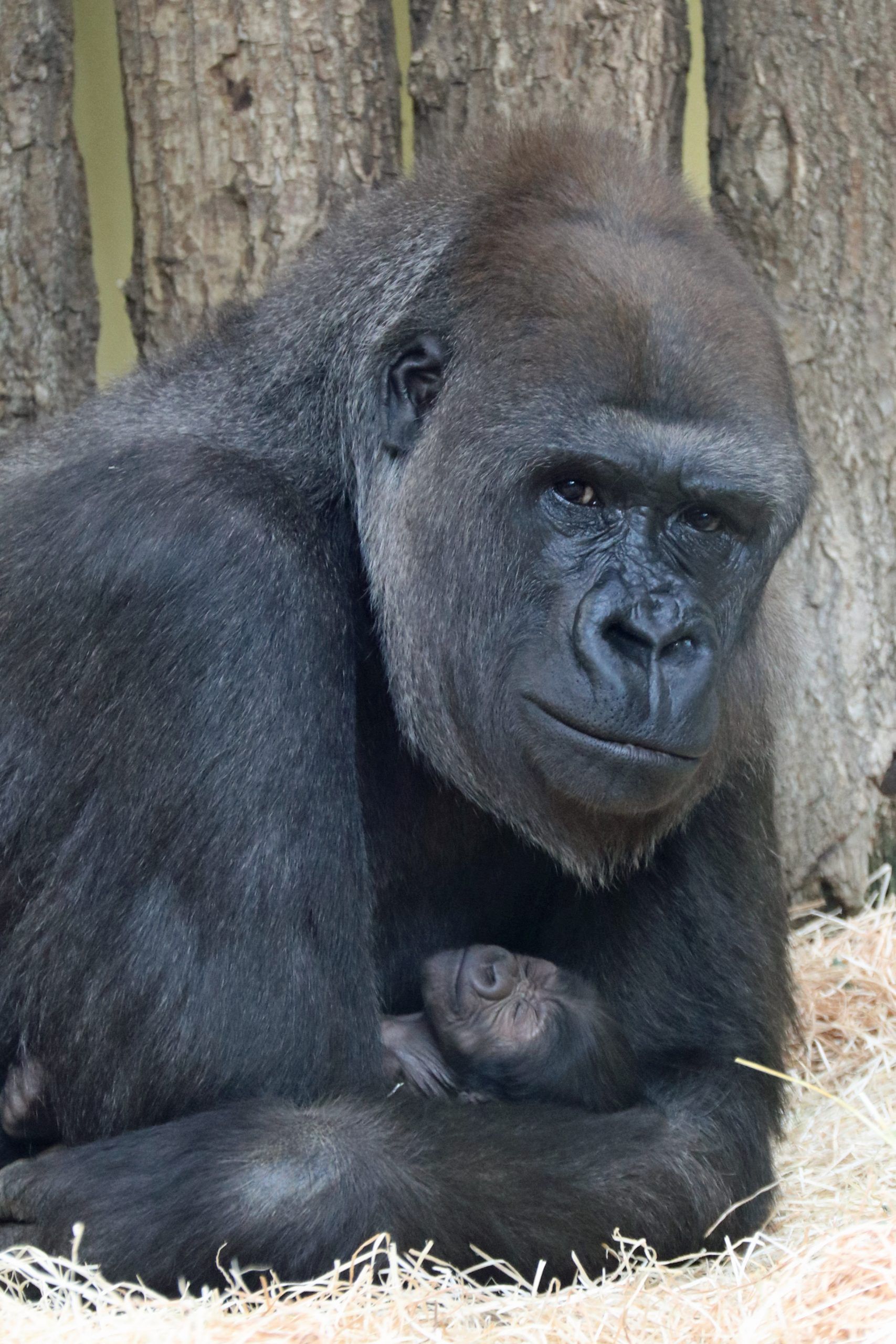 Affenbaby: Gorillas im Zoo Berlin haben Nachwuchs bekommen