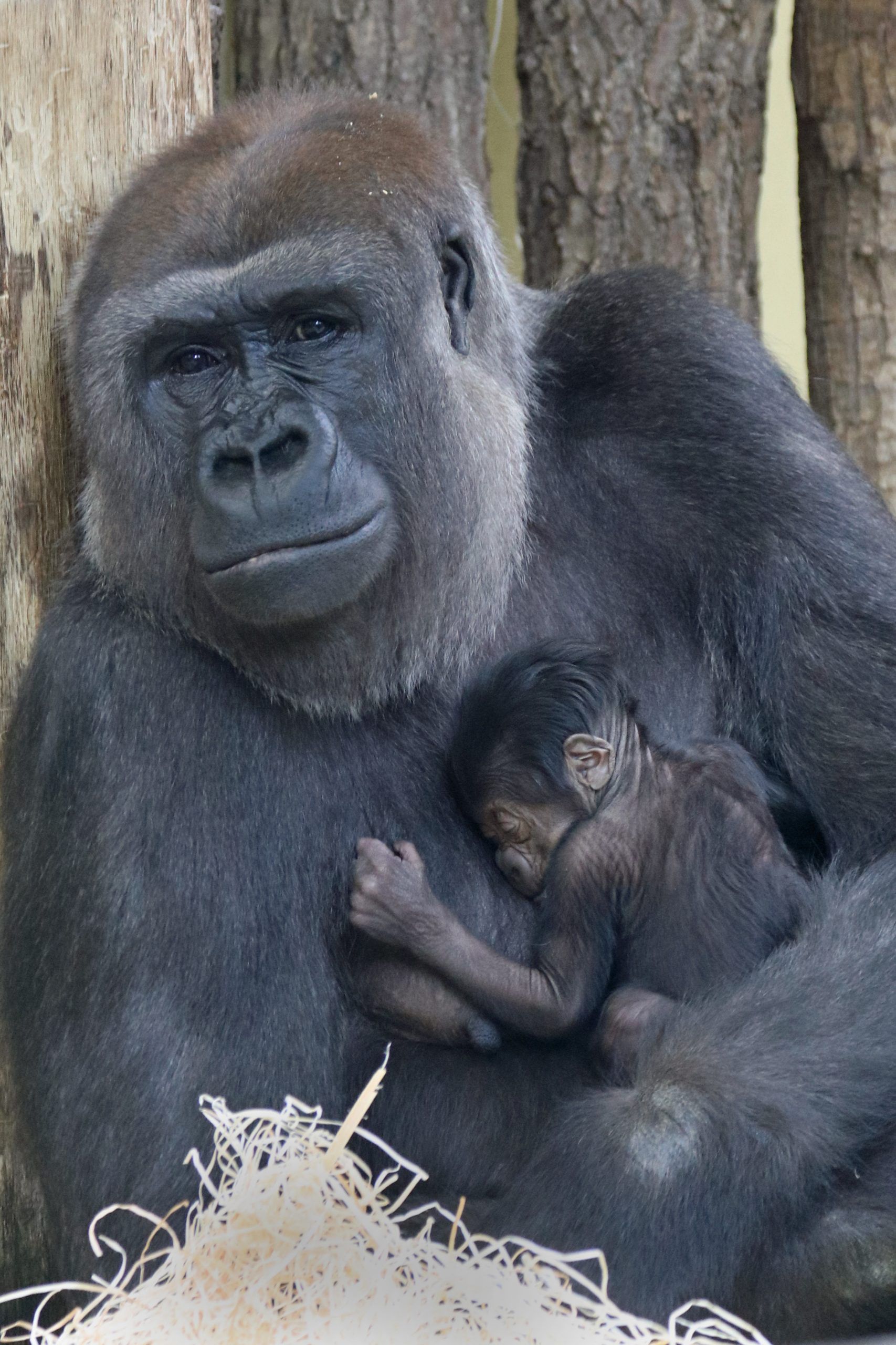 Affenbaby: Gorillas im Zoo Berlin haben Nachwuchs bekommen