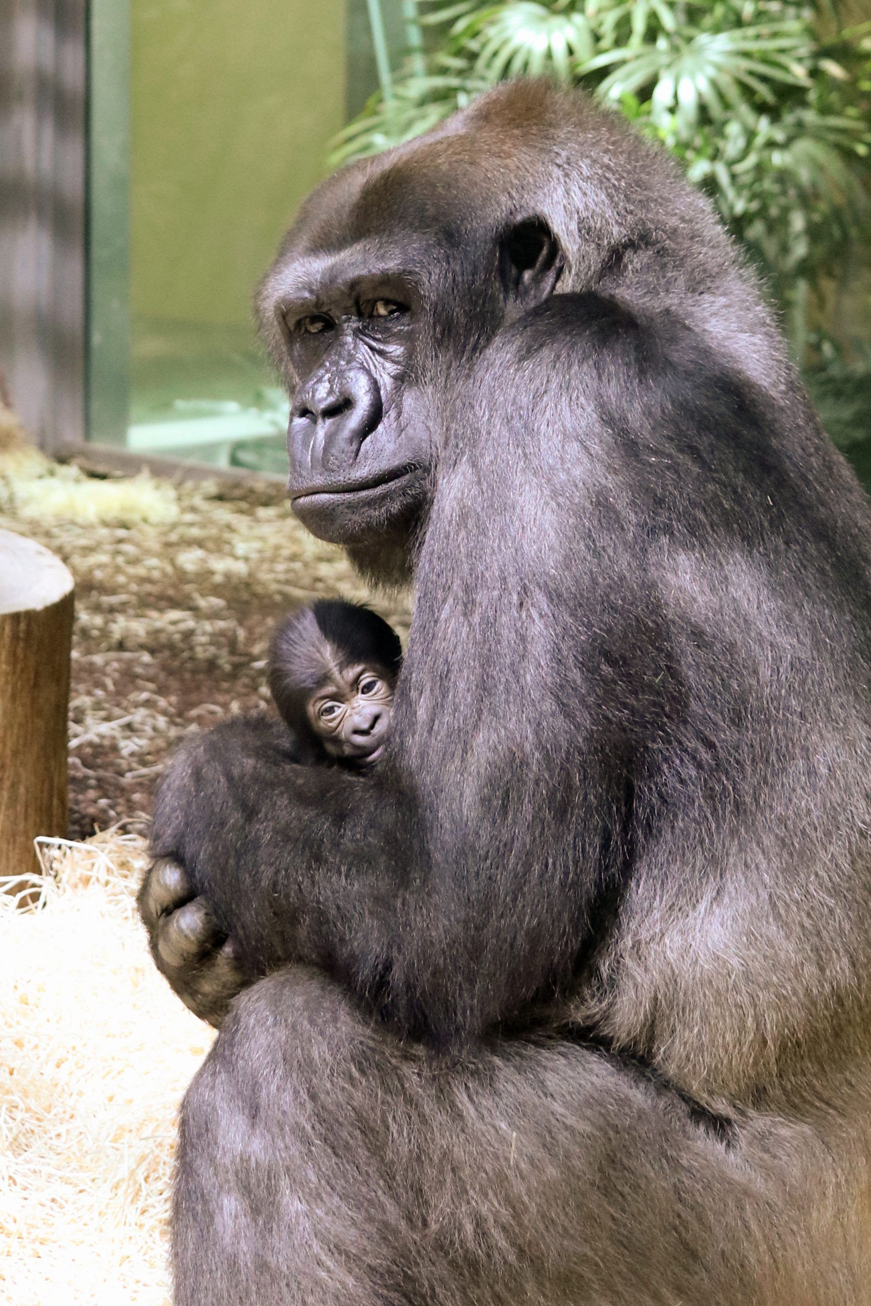 Affenbaby: Gorillas im Zoo Berlin haben Nachwuchs bekommen