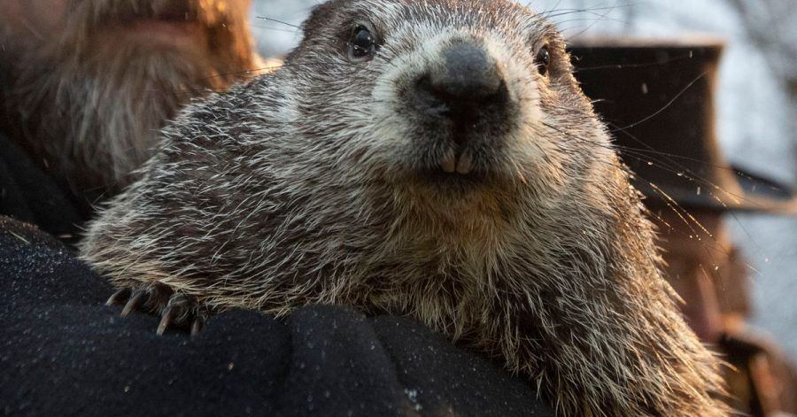 Das Murmeltier 2020 in Punxsutawney.