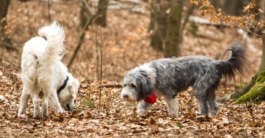 Interpretationsspielraum: Auch Rasse und Wesen eines Hundes können die Art und Weise, wie er sein Rute bewegt, beeinflussen.