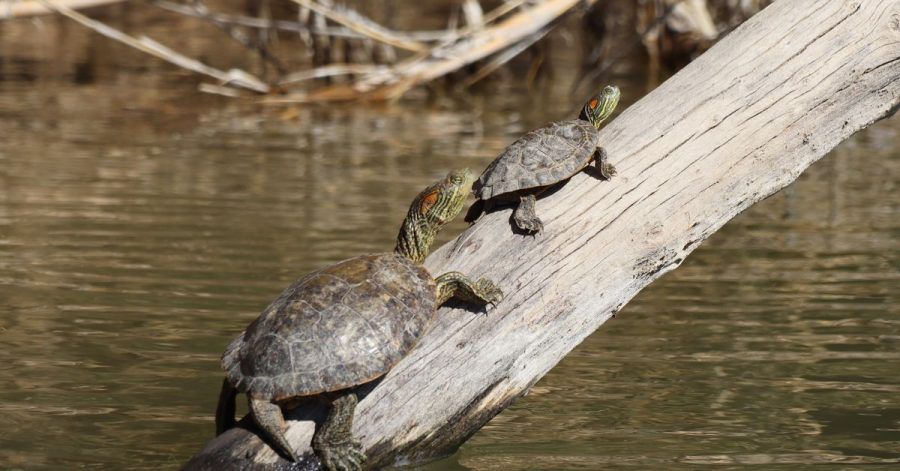 Wer sich mit dem Paddelboot auf den Rio Grande traut, sieht oft Schildkröten, die sich auf Ästen oder Felsen wärmen.