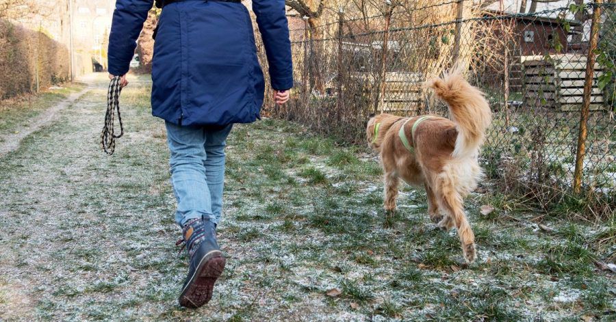 Nicht angeleinte Hunde sollten immer sofort reagieren, wenn der Halter nach ihnen ruft - das schützt auch andere.