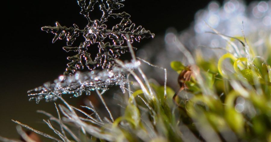 In der Regel kommen die Pflanzen im Garten mit Frost klar. Nicht wirklich winterhartes Grün braucht aber Schutz.