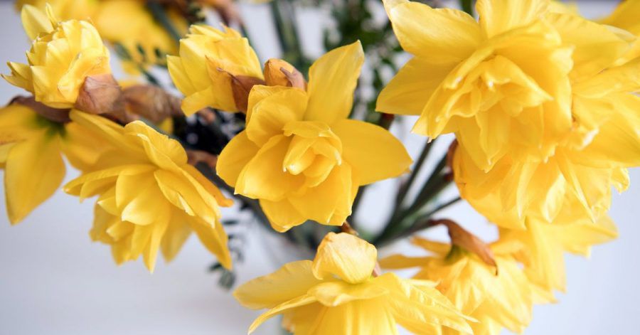 Narzissen sollten immer erst mal alleine in eine Vase kommen - und erst nach ein paar Stunden mit anderen Pflanzen kombiniert werden. Sonst lassen sie diese welken.